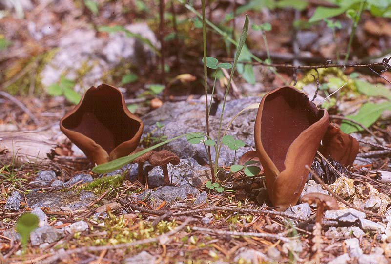 Wynnella silvicola